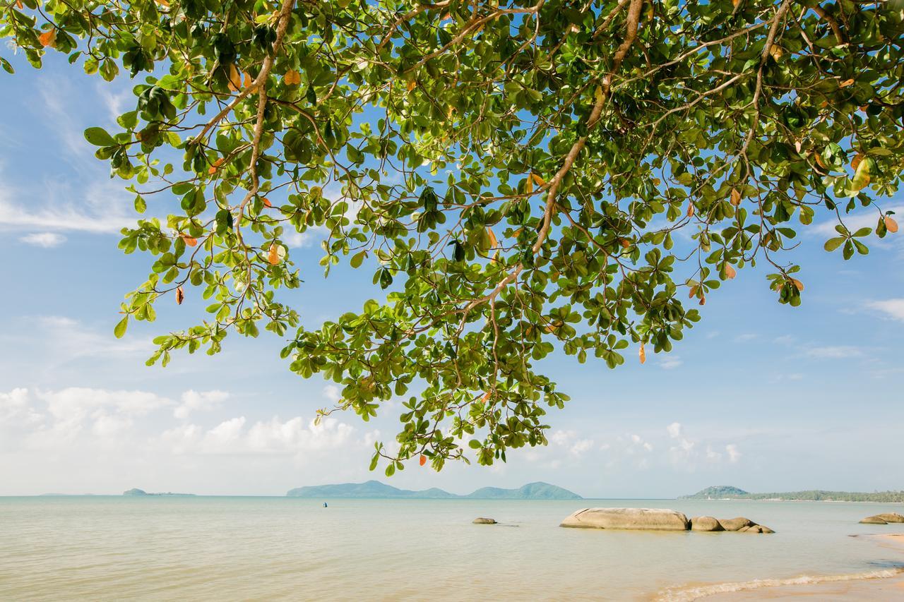D.samui *